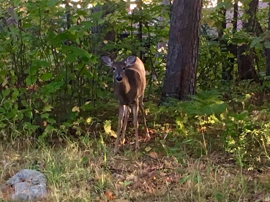 Wilderness