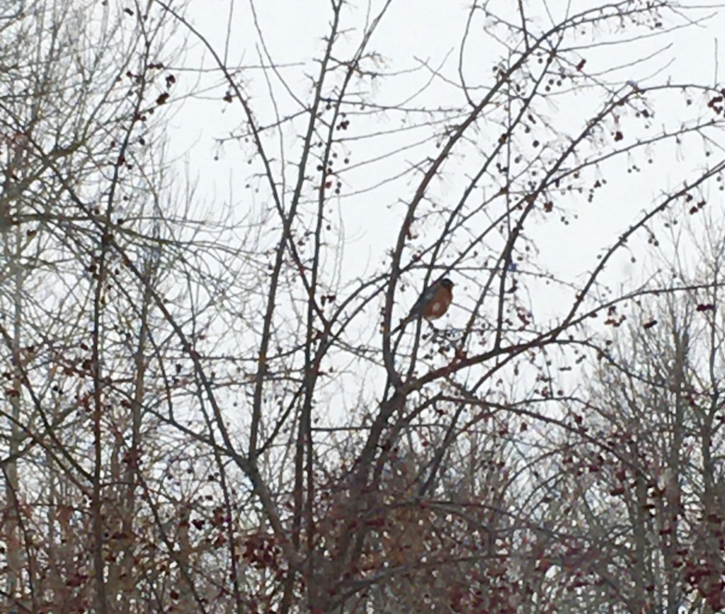 Robins