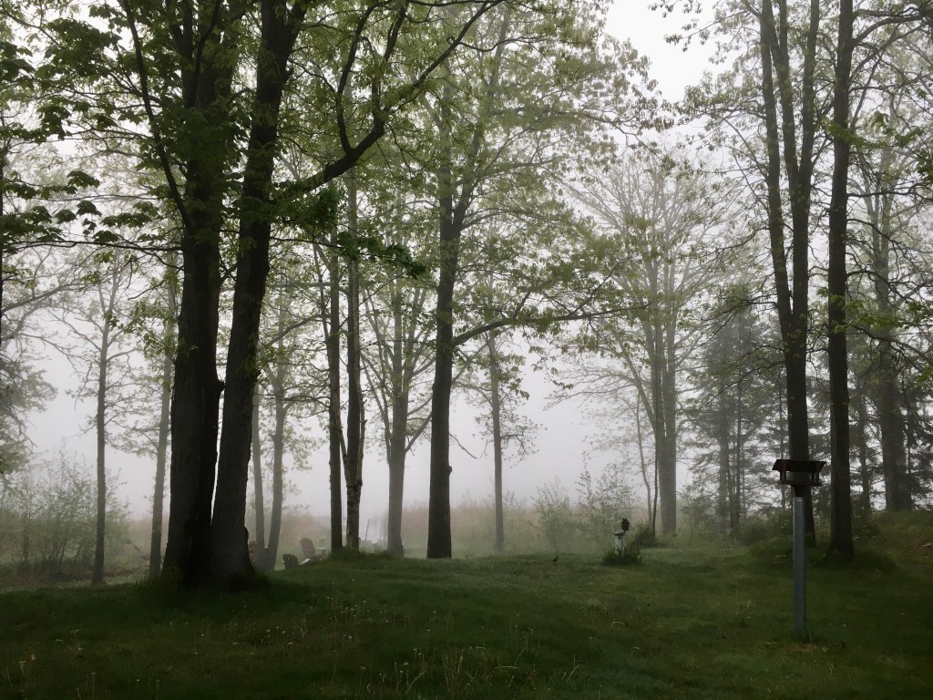 Fog