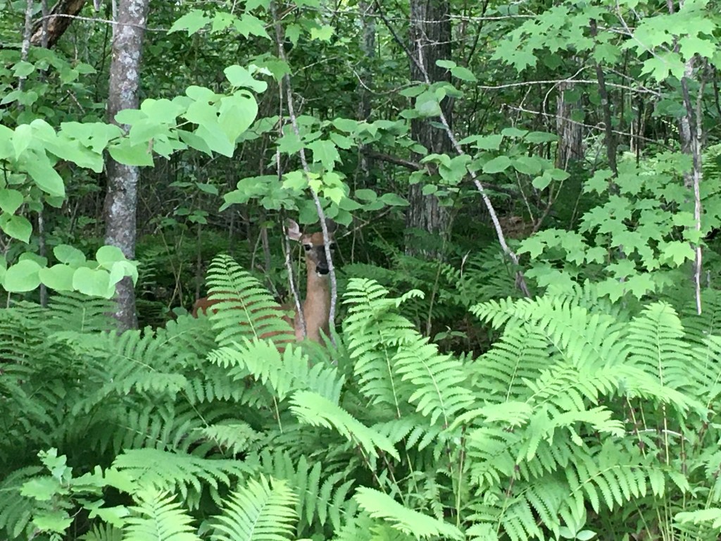 Emergence